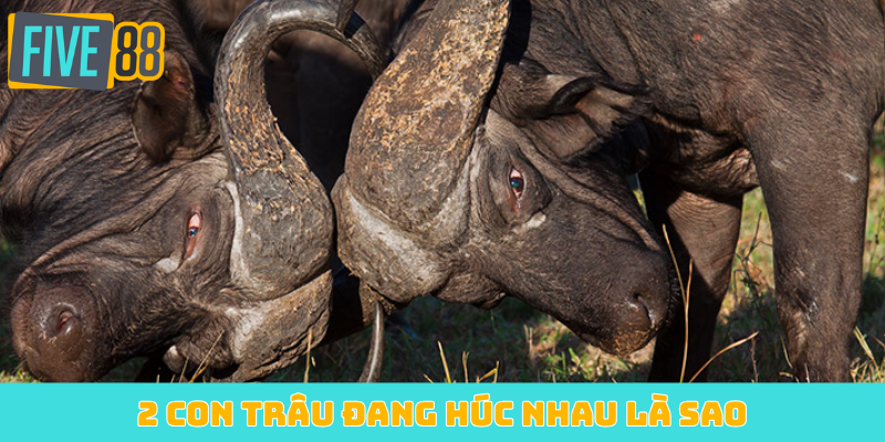 2 con trâu đang húc nhau là sao
