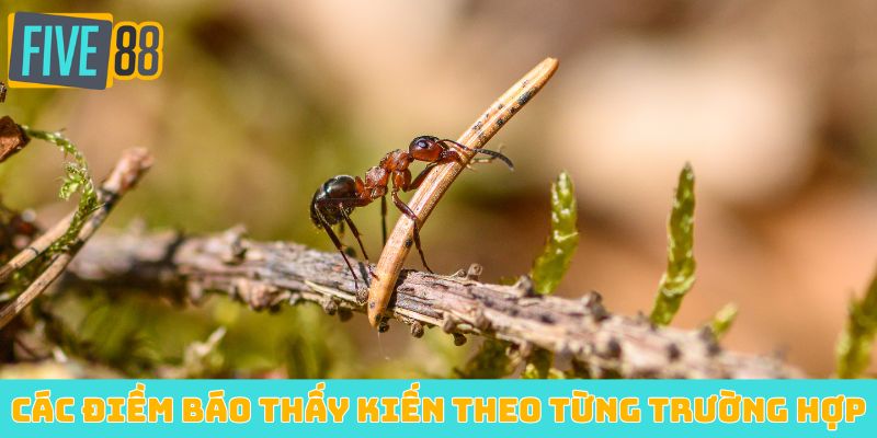 Các điềm báo thấy kiến theo từng trường hợp