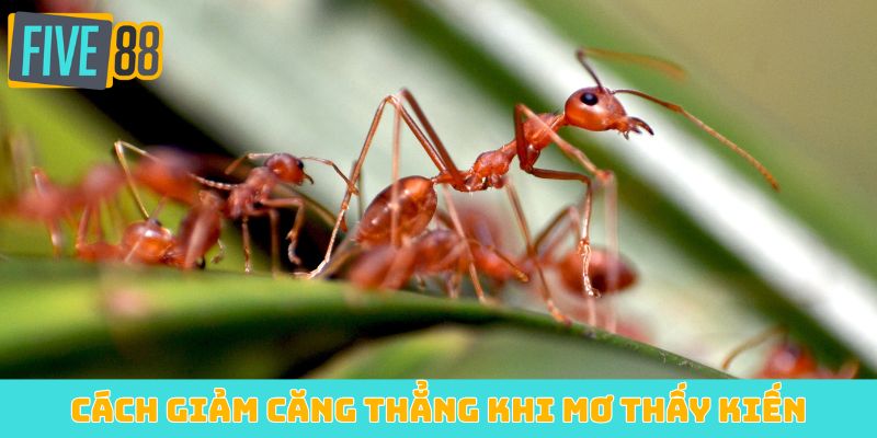 Cách giảm căng thẳng khi mơ thấy kiến