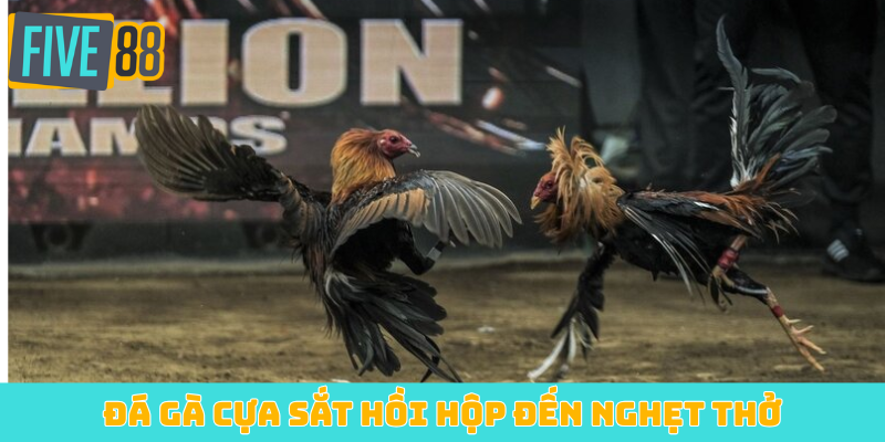 Đá gà cựa sắt hồi hộp đến nghẹt thở