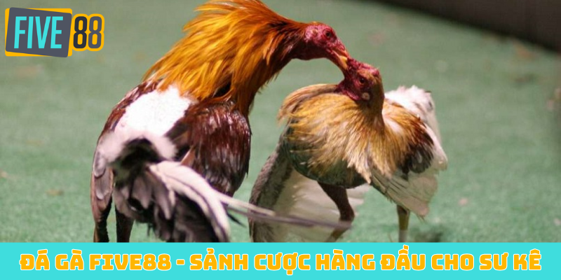 Đá gà FIVE88 - Sảnh cược hàng đầu cho sư kê