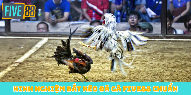 Kinh nghiệm bắt kèo đá gà FIVE88 chuẩn