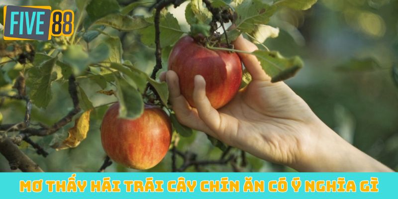 Mơ thấy hái trái cây chín ăn có ý nghĩa gì