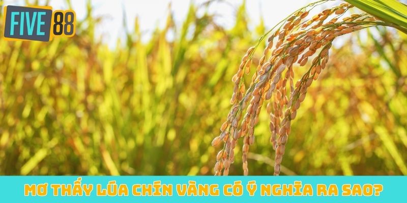 Mơ thấy lúa chín vàng có ý nghĩa ra sao?