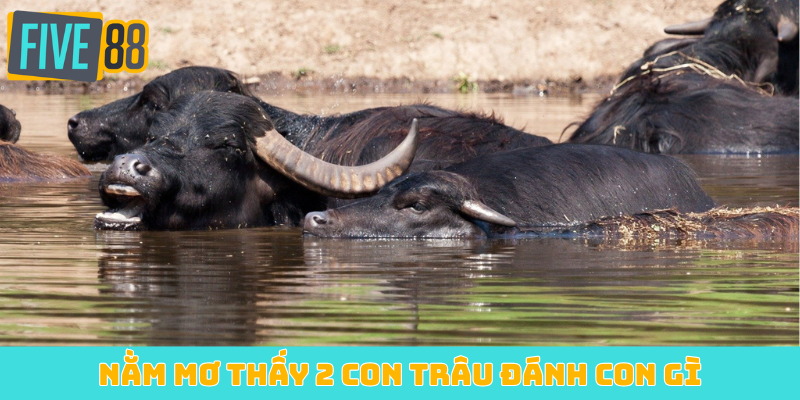 Nằm mơ thấy 2 con trâu đánh con gì