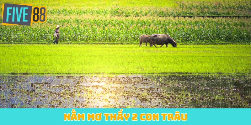 Nằm mơ thấy 2 con trâu