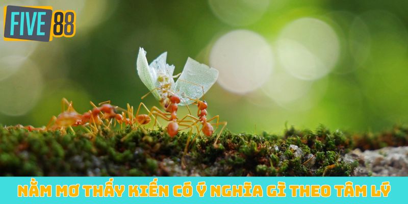 Nằm mơ thấy kiến có ý nghĩa gì theo tâm lý