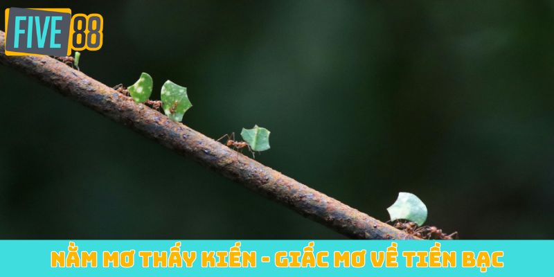 Nằm mơ thấy kiến - Giấc mơ về tiền bạc