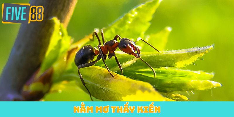 Nằm mơ thấy kiến
