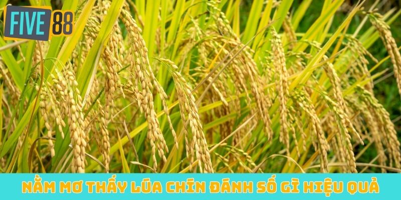 Nằm mơ thấy lúa chín đánh số gì hiệu quả