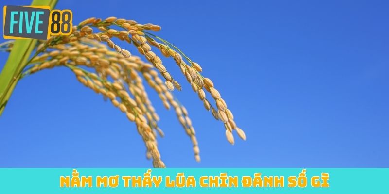 Nằm mơ thấy lúa chín đánh số gì