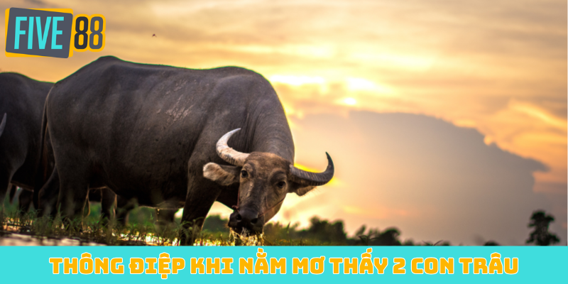 Thông điệp khi nằm mơ thấy 2 con trâu
