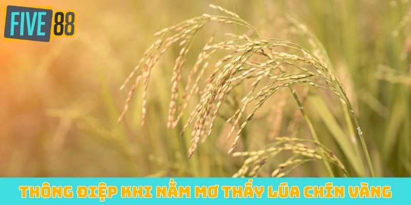 Thông điệp khi nằm mơ thấy lúa chín vàng
