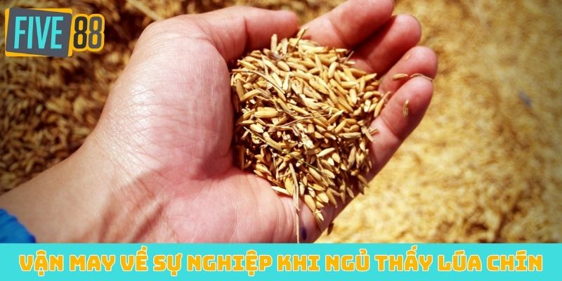 Vận may về sự nghiệp khi ngủ thấy lúa chín